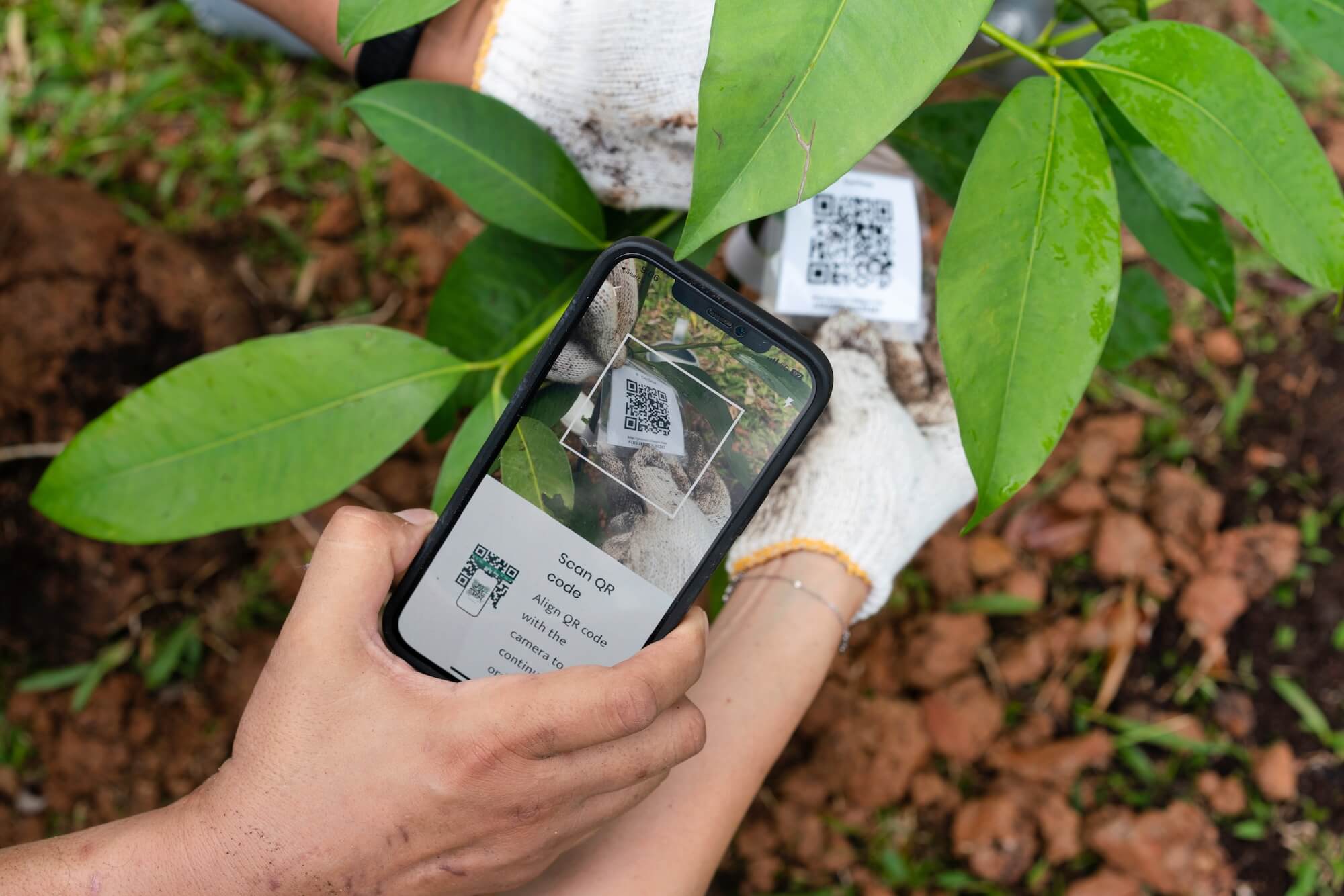 We are QR coding 100,000 trees (and counting) in our forests!