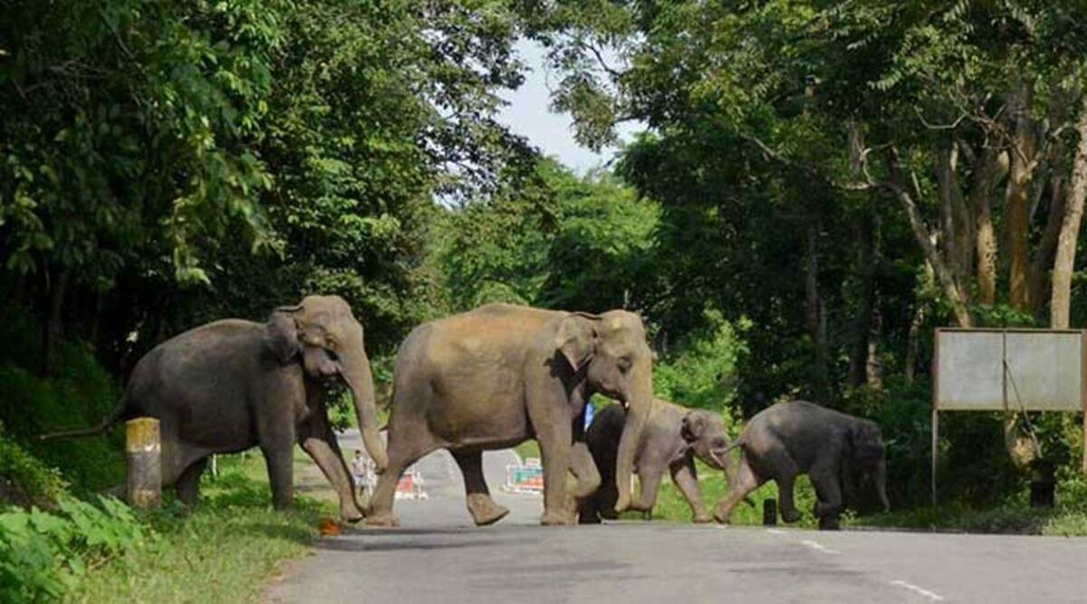 23 elephants camped in Gadchiroli, a matter of joy or a cause for concern?