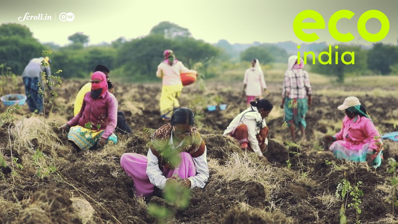 Eco India: How degraded land, unsuitable for cultivation, can become carbon sequestering-forests