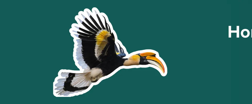 Hornbill Dispatch #11 | Death by a thousand cuts