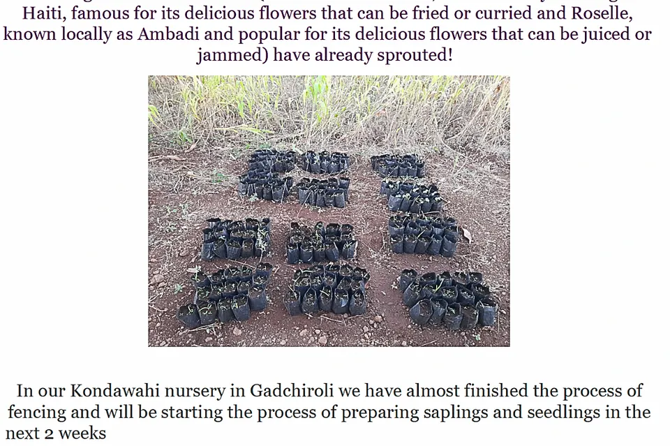Hornbill Dispatch #6 | Nurseries, Networks, and New Voices [Archive]